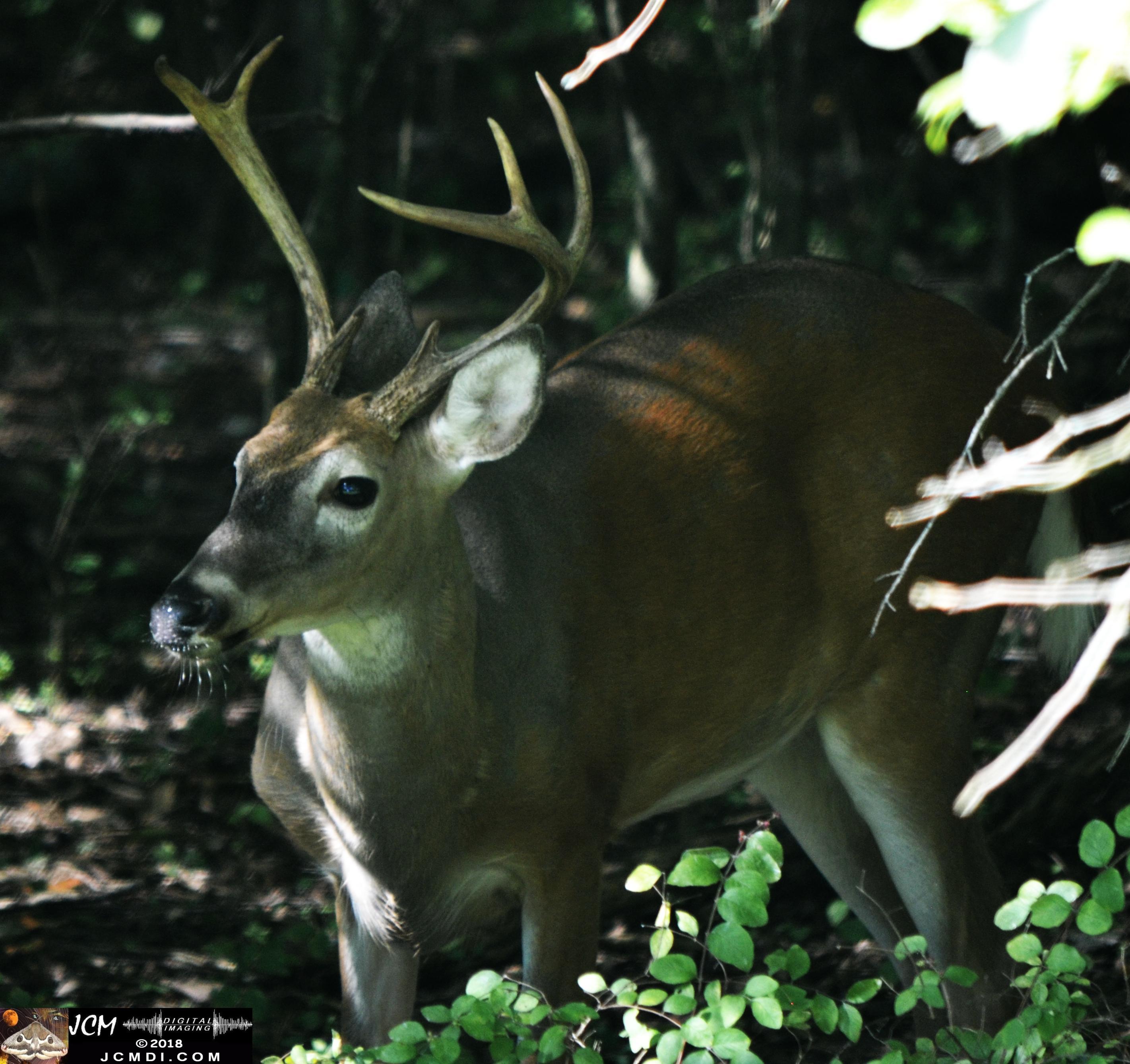 A Buck in the Woods at Old Hickory Lake TN
